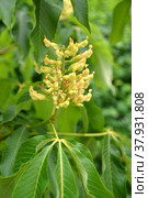 Соцветие  каштана конского жёлтого (Aesculus flava Sol.) Стоковое фото, фотограф Ирина Борсученко / Фотобанк Лори