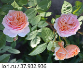 Английская роза селекции Дэвида Остина сорта Абрахам Дерби (Abraham Darby) в саду. Стоковое фото, фотограф Елена Елистратова / Фотобанк Лори