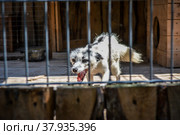 Маленький белый лисёнок рычит в клетке. Стоковое фото, фотограф Виталий Михайлюк / Фотобанк Лори