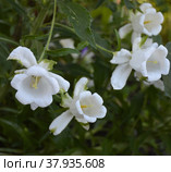 Белые цветы колокольчика среднего (Campanula medium) сорта "Чашка с блюдцем" в саду. Стоковое фото, фотограф Елена Елистратова / Фотобанк Лори