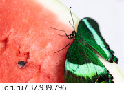 Bright and juicy butterfly on a watermelon. Papilio palinurus. Green butterfly on a red watermelon. Стоковое фото, фотограф Дина Дамоцева / Фотобанк Лори
