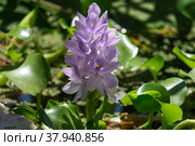 Water hyacinth Eichornia (Eichornia crassipes) in an artificial pond. Стоковое фото, фотограф Irina Opachevsky / Фотобанк Лори