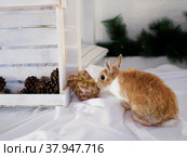 Новогодний подарок. Стоковое фото, фотограф Галина Старицкая / Фотобанк Лори