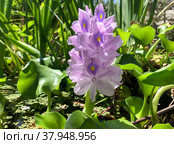 Water hyacinth Eichornia (Eichornia crassipes) in an artificial pond. Стоковое фото, фотограф Irina Opachevsky / Фотобанк Лори