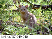 Рыжий кот. Стоковое фото, фотограф Илья Солдаткин / Фотобанк Лори