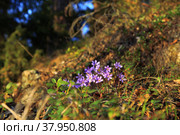 Виолетта хепатическая цветет; цветы ливерворта ранней весны/Hepatica nobilis/Природа Карелии/Валаам. Стоковое фото, фотограф Алёна Ковальчук / Фотобанк Лори