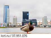 Minsk, Belarus - January 07, 2018: A duck poses for a photographer on the Svisloch river embankment in Minsk, Belarus. In the background is the DoubleTree by Hilton hotel building and the facade of a shopping center with advertising banners. City center. Редакционное фото, фотограф Denis Shitikoff / Фотобанк Лори