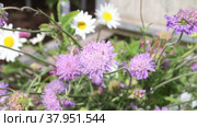 Pollination of plants by bees and butterflies, insects collect nectar and pollen from widow flower. Стоковое видео, видеограф Владимир Григорьев / Фотобанк Лори