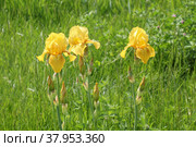 Три желтых ириса (Iridaceae) Стоковое фото, фотограф Михаил Старшов / Фотобанк Лори