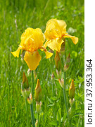 Два цветка желтых ирисов.(Iridaceae). Стоковое фото, фотограф Михаил Старшов / Фотобанк Лори