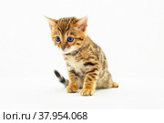 Бенгальский котенок сидит на белом фоне. Стоковое фото, фотограф Наталия Куракина / Фотобанк Лори