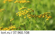 Tanacetum vulgare. Пижма солнечным днем на севере Сибири, Ямало-Ненецкий автономный округ. Стоковое видео, видеограф Григорий Писоцкий / Фотобанк Лори