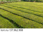 Tea plantation beds close-up. Стоковое фото, фотограф Марина Шабардина / Фотобанк Лори