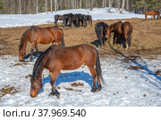 Лошади в загоне на ферме. Ленинградская область. Стоковое фото, фотограф Анна Карасева / Фотобанк Лори