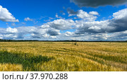 Collective farm fields Russia bread 2022. Стоковое фото, фотограф Nataliya Pogodina / Фотобанк Лори