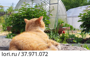 Portrait of a red cat on the background of a greenhouse on a sunny day. Стоковое видео, видеограф Лилия Фролова / Фотобанк Лори