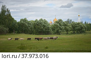 Стадо овец пасется на фоне монастыря. Стоковое фото, фотограф Дина Жилинская / Фотобанк Лори