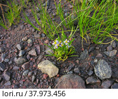 Астра солончаковая (lat. Tripolium pannonicum) на литорали во время отлива. Белое море. Стоковое фото, фотограф Сергей Рыбин / Фотобанк Лори