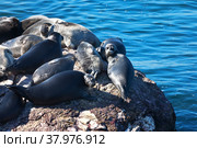 Lake Baikal on a summer day. A group of wild pinnipeds, the famous Baikal seal, basks in the sun on a small stone island. Cute calm animals have become a symbol of the Siberian lake. Стоковое фото, фотограф Виктория Катьянова / Фотобанк Лори