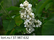 Flowers of white double-flowered cultivar lilac (syringa) Alice Harding. Стоковое фото, фотограф Алексей Антипов / Фотобанк Лори