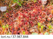 Moss sphagnum, red and brown building moss, Karelia, Russia. Стоковое фото, фотограф Алексей Антипов / Фотобанк Лори
