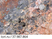 Surface of natural red stone (crimson quartzite porphyry) overgrown with moss and lichen as background. Стоковое фото, фотограф Алексей Антипов / Фотобанк Лори