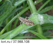 Кузнечик серый (Decticus verrucivorus) на травинке. Стоковое фото, фотограф Лада Пашигорева / Фотобанк Лори