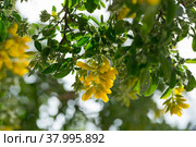 Yellow blooms of Teline osmariensis. Стоковое фото, фотограф Яков Филимонов / Фотобанк Лори