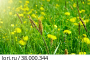 meadow with dandelions and Timothy-grass. Стоковое фото, фотограф Александр Fanfo / Фотобанк Лори