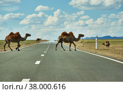 Camels cross the highway. Стоковое фото, фотограф Александр Fanfo / Фотобанк Лори