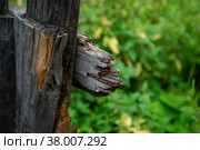 Неухоженный огород. Стоковое фото, фотограф Бородкин Андрей / Фотобанк Лори