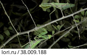 Two mantises met on the same branch. Close up of mantis. Стоковое фото, фотограф Некрасов Андрей / Фотобанк Лори
