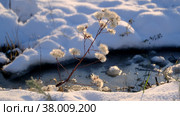 Seashore aster against the background of snow and frozen salt lake. Close-up of the Sea Aster (Tripolium pannonicum) Стоковое фото, фотограф Некрасов Андрей / Фотобанк Лори