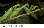 Mating of Praying mantises. Close up of male and female mantis insect. Стоковое фото, фотограф Некрасов Андрей / Фотобанк Лори