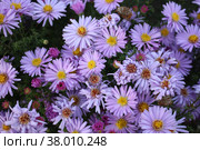 Фиолетовые осенние астры с желтыми серединками. Астра нью-йоркская (Symphyotrichum novi-belgii) Стоковое фото, фотограф Борис Ряузов / Фотобанк Лори