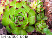 Rosettes of Sempervivum tectorum or the common houseleek. Стоковое фото, фотограф EugeneSergeev / Фотобанк Лори