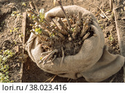 dahlia tubers just lifted for overwintering. Стоковое фото, фотограф Ольга Сейфутдинова / Фотобанк Лори