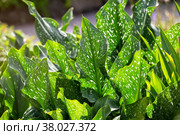 Ornamental plant Zantedeschia hybrida with large green leaves with white speckles. Стоковое фото, фотограф Юлия Бабкина / Фотобанк Лори