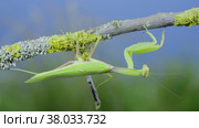 Closeup of Green praying mantis hangs under tree branch on green grass and blue sky background. Transcaucasian tree mantis (Hierodula transcaucasica) Стоковое фото, фотограф Некрасов Андрей / Фотобанк Лори