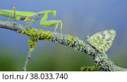 Closeup of Green praying mantis sits on tree branch and looking at on butterfly. Transcaucasian tree mantis (Hierodula transcaucasica) and Eastern Bath white butterfly (Pontia edusa) Стоковое фото, фотограф Некрасов Андрей / Фотобанк Лори