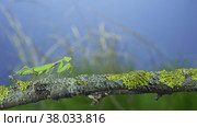 Green praying mantis sits on tree branch and looking at on camera lens on green grass and blue sky background. Transcaucasian tree mantis (Hierodula transcaucasica) Стоковое фото, фотограф Некрасов Андрей / Фотобанк Лори