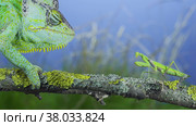 Close-up, Mature green Veiled chameleon looking curiously at praying mantis. Cone-head chameleon or Yemen chameleon (Chamaeleo calyptratus) and Transcaucasian tree mantis (Hierodula transcaucasica) Стоковое фото, фотограф Некрасов Андрей / Фотобанк Лори