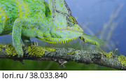 Close-up of mature Veiled chameleon eats praying mantis. Cone-head chameleon or Yemen chameleon (Chamaeleo calyptratus) and Transcaucasian tree mantis (Hierodula transcaucasica) Стоковое фото, фотограф Некрасов Андрей / Фотобанк Лори