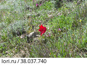 Тюльпан Шренка (лат. Tulipa suaveolens) на каменистом глинистом горном склоне. В России этот вид тюльпанов занесен в Красную Книгу. Мыс Меганом, Крым, конец апреля. (2021 год). Стоковое фото, фотограф Сергей Рыбин / Фотобанк Лори