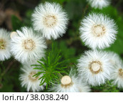 Мать-и-мачеха (tussilago Asteraceae) отцвела и превратилась в белые пушинки. Стоковое фото, фотограф Ольга Перфилова / Фотобанк Лори