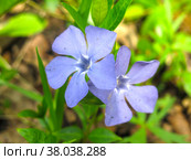 Весенний синий стелющийся многолетний цветок барвинок (Apocynaceae Vinca) Стоковое фото, фотограф Ольга Перфилова / Фотобанк Лори