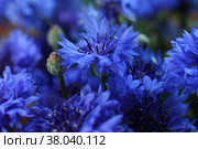 Blurred floral background, bouquet of wild blue cornflowers in a vase. Стоковое фото, фотограф Ирина Вершинская / Фотобанк Лори