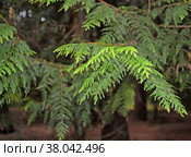 Ветки с хвоей туи гигантской (складчатой) (Thuja plicata Donn ex D.Don) Стоковое фото, фотограф Ирина Борсученко / Фотобанк Лори