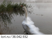Лебедь на берегу озера машет крыльями. Стоковое фото, фотограф Борис Ряузов / Фотобанк Лори