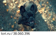 French bulldog. Стоковое видео, видеограф Дарья Сергеевна Ярошенко / Фотобанк Лори